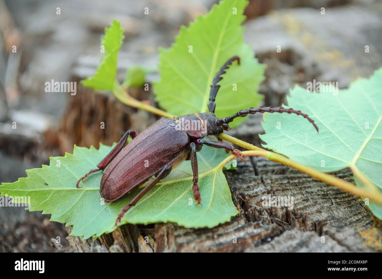 Prionus coriarius. A large beetle of barbel in its natural habitat. Fauna of Ukraine. Shallow depth of field, closeup. Stock Photo