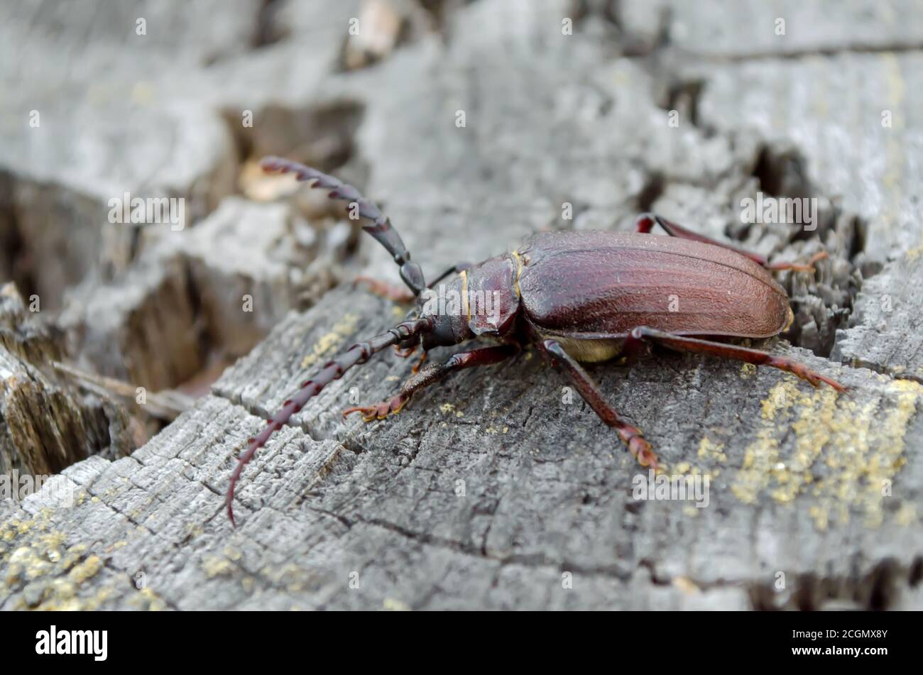Prionus coriarius. A large beetle of barbel sitting on a stump. Fauna of Ukraine. Shallow depth of field, closeup. Stock Photo