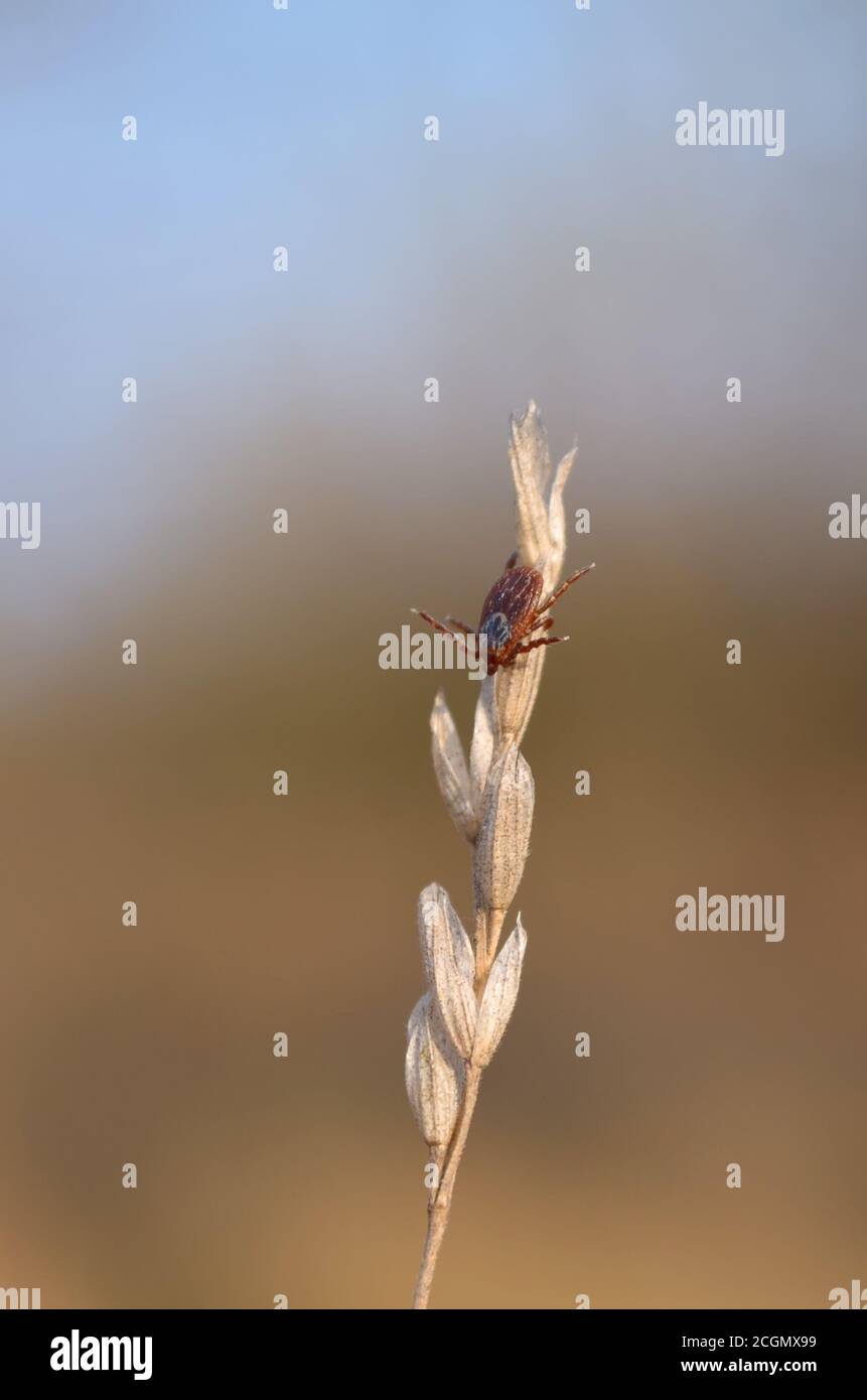 Dermacentor. Mite sits on dry blade of grass during the hunt in its natural habitat. Fauna of Ukraine. Shallow depth of field, closeup. Stock Photo
