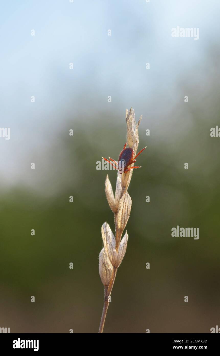 Dermacentor. Tick sits on dry blade of grass during the hunt in its natural habitat. Fauna of Ukraine. Shallow depth of field, closeup. Stock Photo