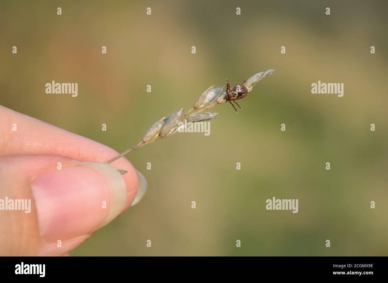 Dermacentor. Tick sits on dry blade of grass during the hunt. Ukraine. Shallow depth of field, closeup. Stock Photo