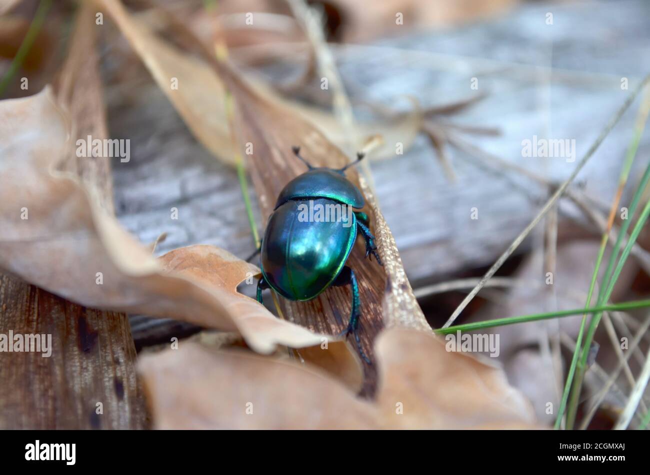 Trypocopris vernalis crawling on the dry fallen leaves in the forest. Fauna of Ukraine. Shallow depth of field, closeup. Stock Photo