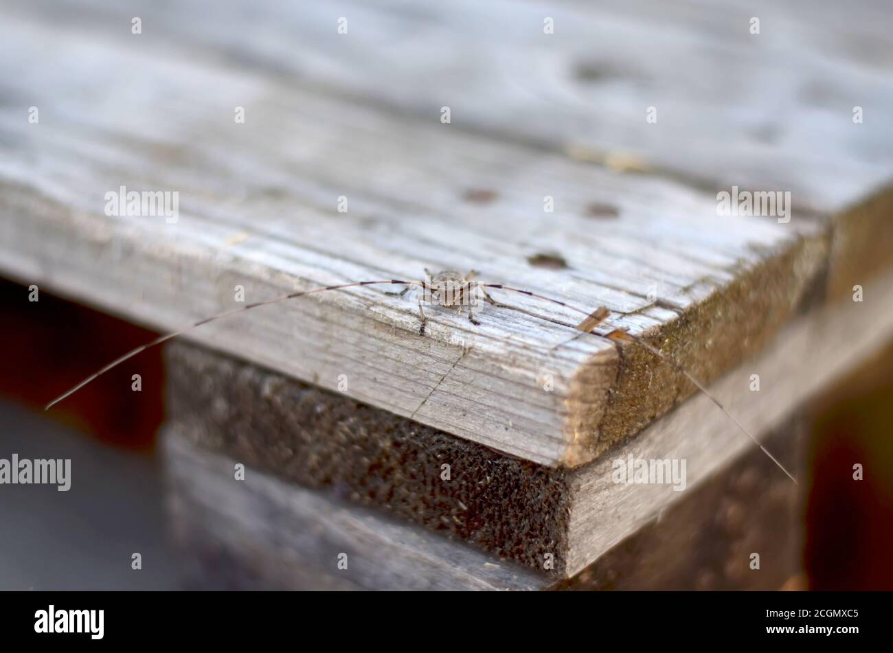 Acanthocinus aedilis. Timberman beetle sits on old board. Fauna of Ukraine. Shallow depth of field, closeup. Stock Photo