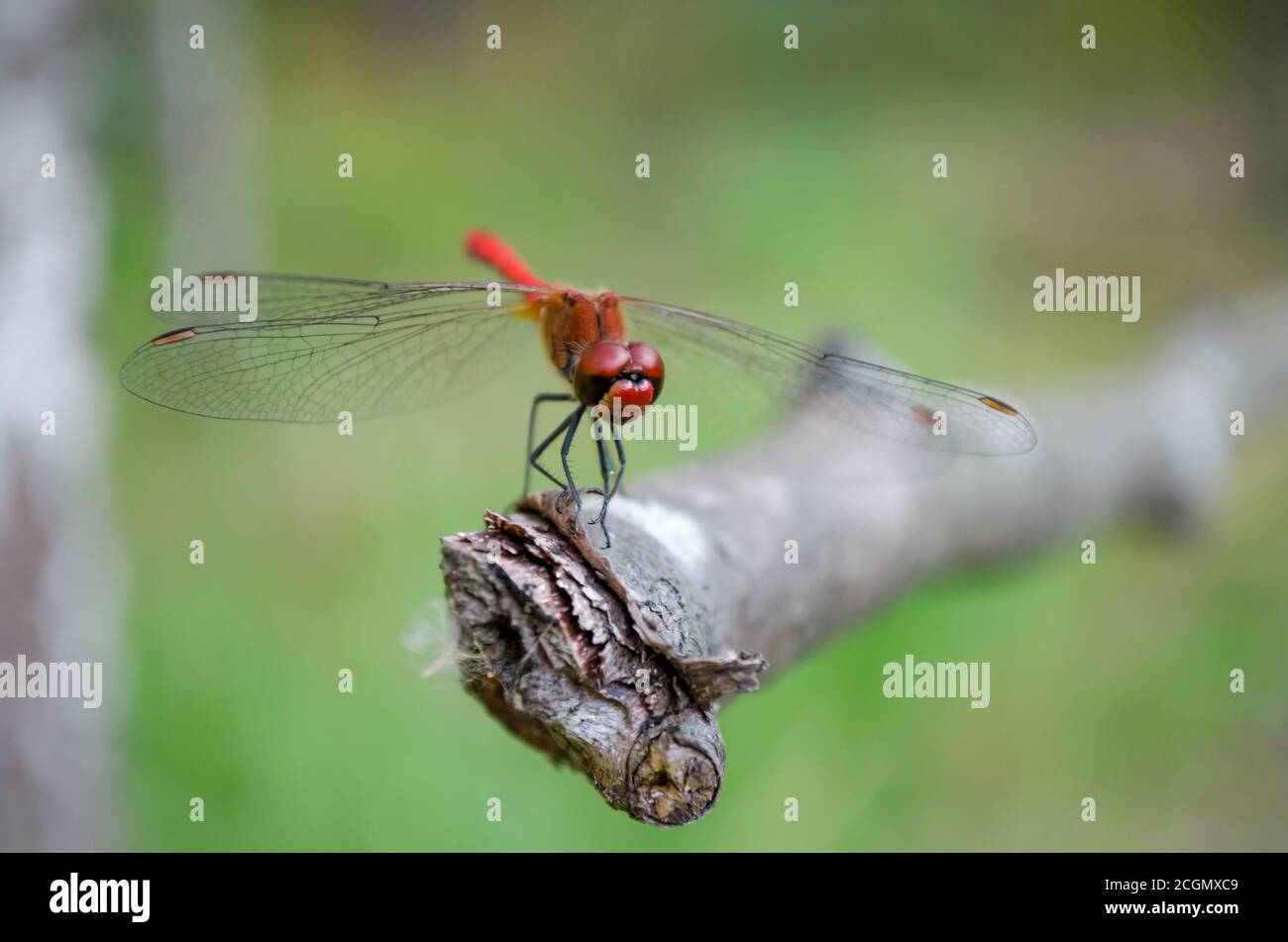 Trithemis kirbyi or orange-winged dropwing, male. Red dragonfly on the dry stick in its natural habitat. Fauna of Ukraine. Shallow depth of field. Stock Photo