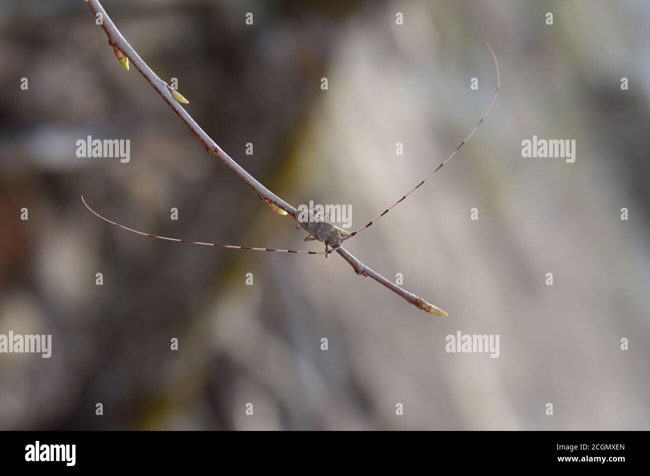 Acanthocinus aedilis. Timberman beetle sits on a branch in its natural habitat. Fauna of Ukraine. Shallow depth of field, closeup. Stock Photo