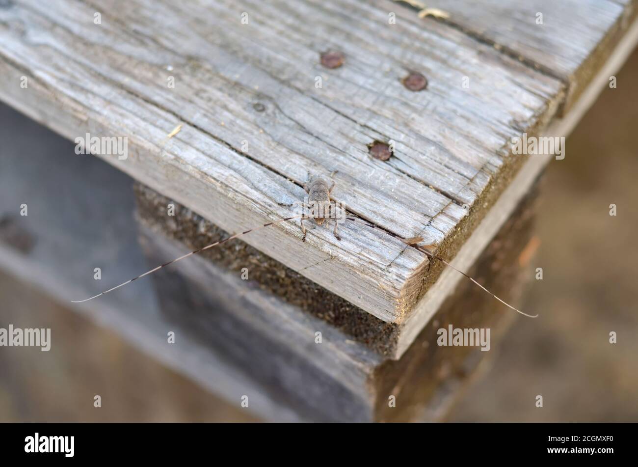 Acanthocinus aedilis. Timberman beetle sits on old board. Fauna of Ukraine. Shallow depth of field, closeup. Stock Photo