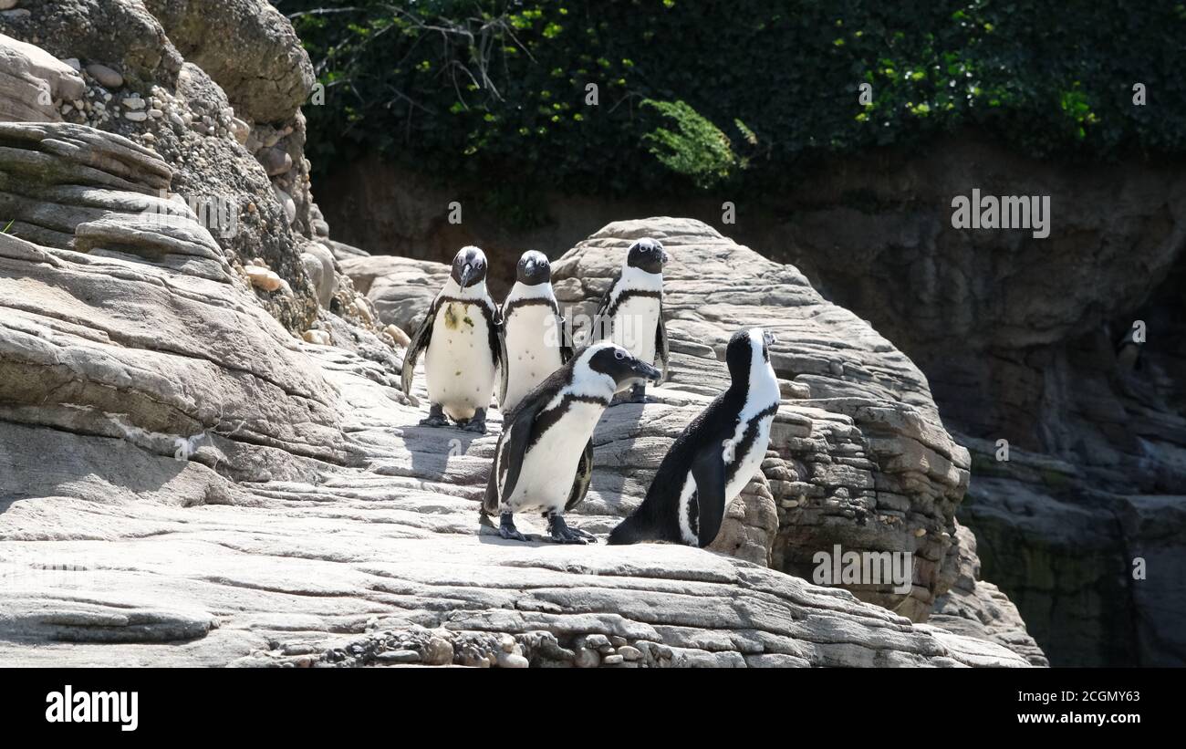 African Penguins Stock Photo