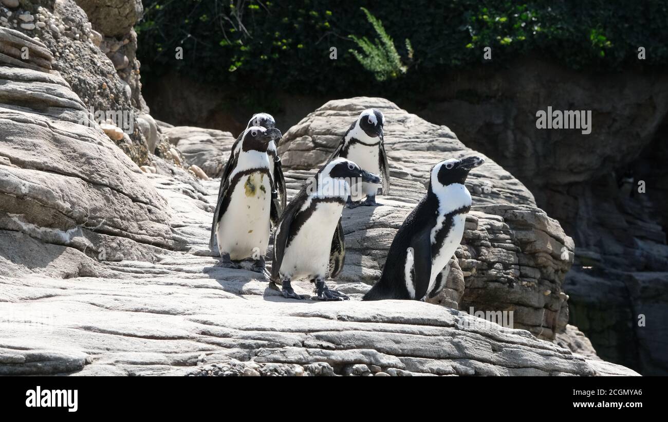 African Penguins Stock Photo