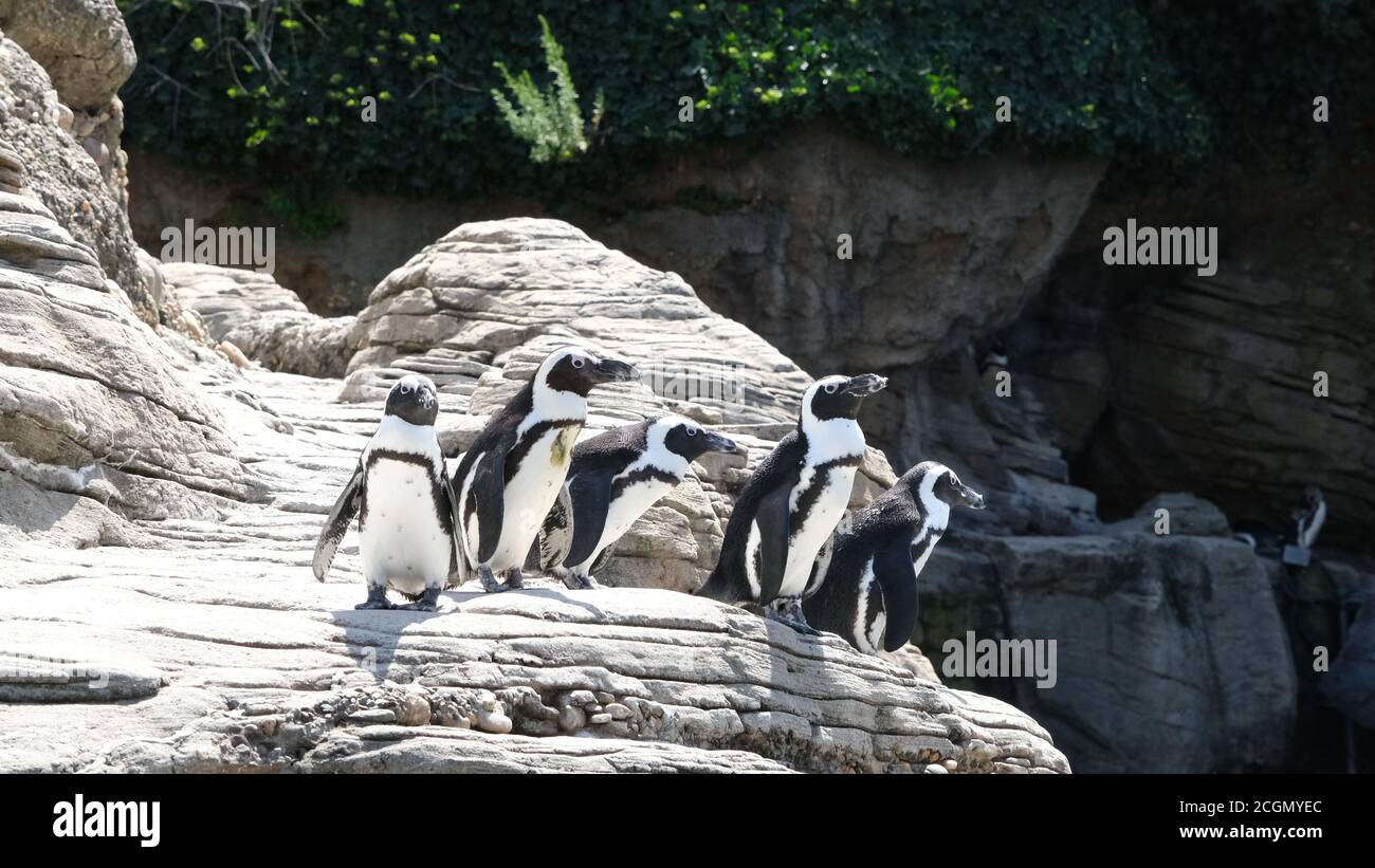 African Penguins Stock Photo