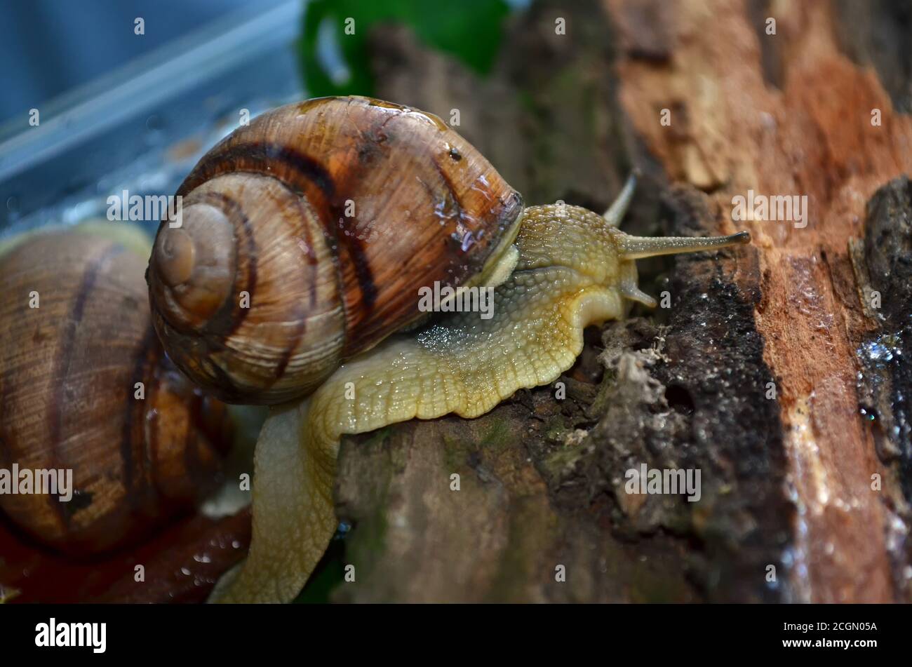 Gastropod. Common garden snail on the old dry bark. Fauna of Ukraine. Shallow depth of field, closeup. Stock Photo