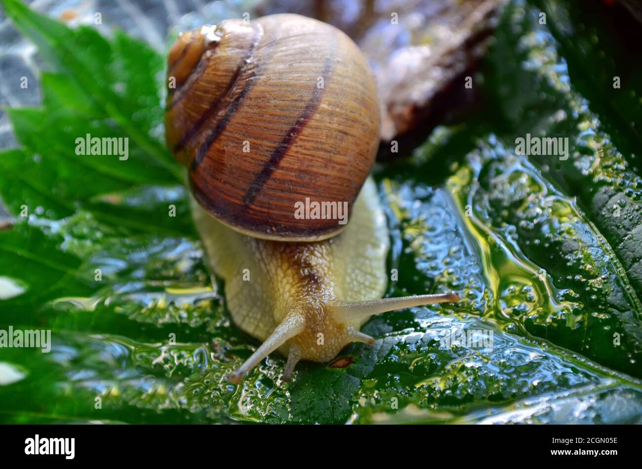 Gastropod. Common garden snail crawling on a green leaf. Fauna of Ukraine. Shallow depth of field, closeup. Stock Photo