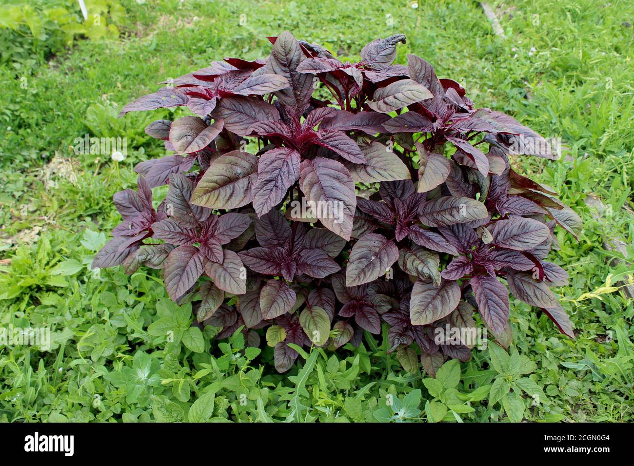 The red amaranth Valentina. Fresh medicinal plant. Stock Photo