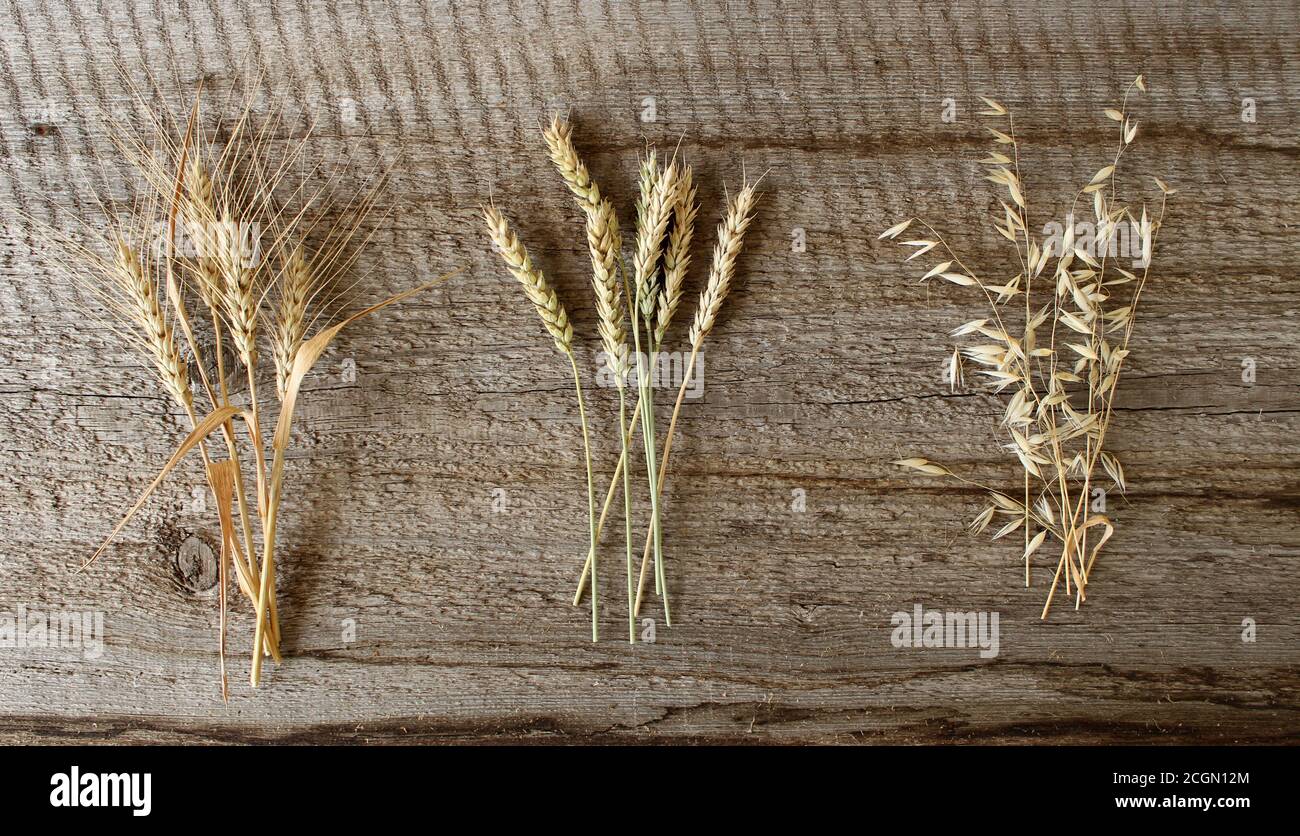 Rye, wheat, oats. Ripe spikelets on a wooden background.  Stock Photo