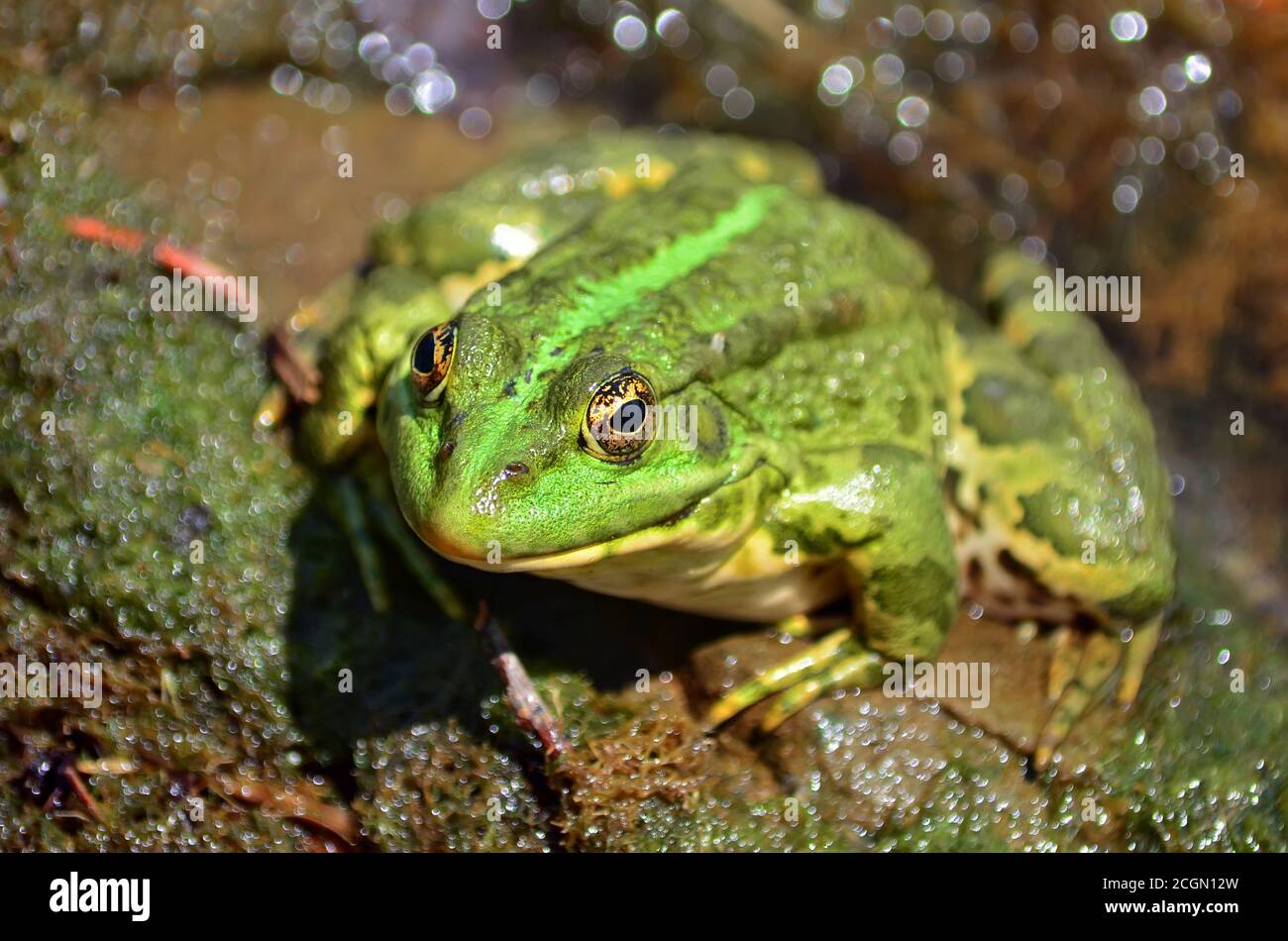 Green frog sitting on the shore of the pond in a natural habitat. fauna of Ukraine. Shallow depth of field, close-up. Stock Photo