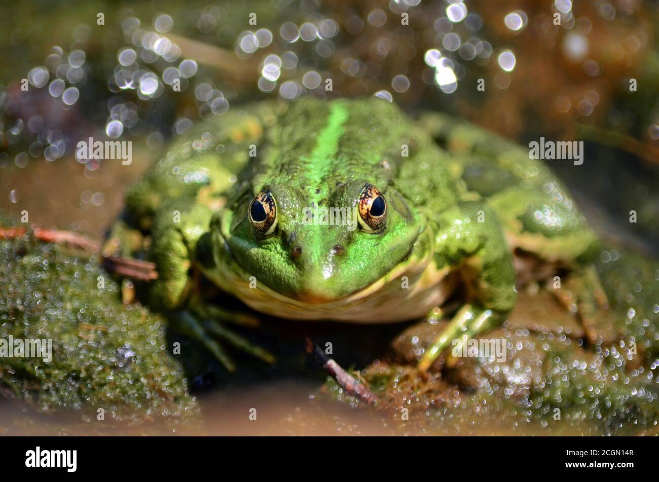 Green frog sitting on the shore of the pond in a natural habitat. fauna of Ukraine. Shallow depth of field, close-up. Stock Photo