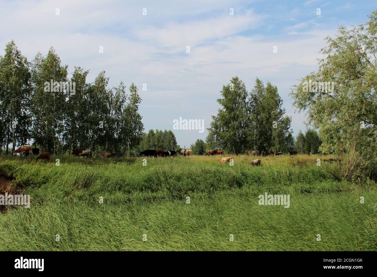 A herd of cows graze in a meadow near the river on a Sunny day. Stock Photo