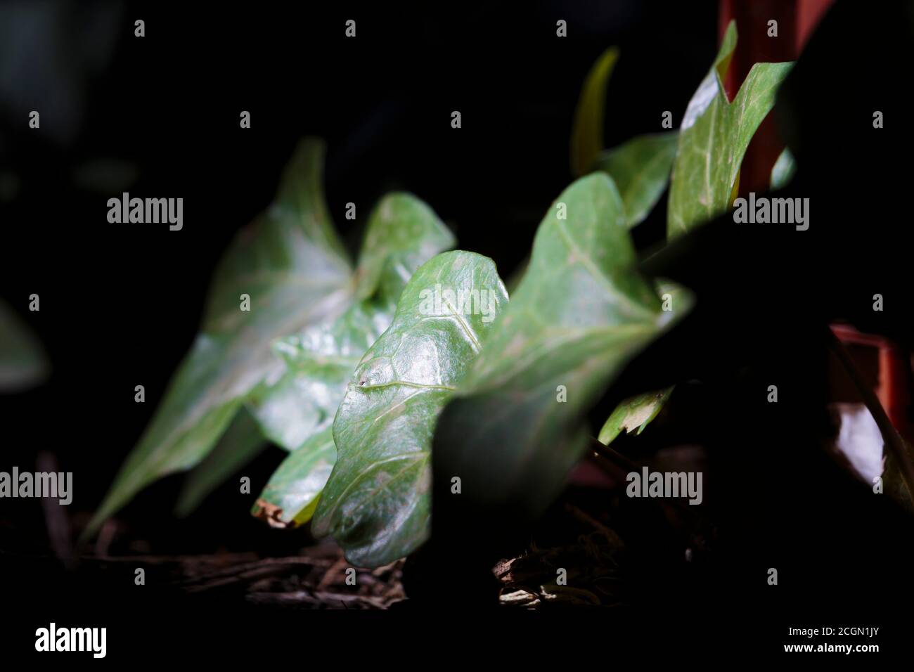Close upp of green leaves in dark background Stock Photo