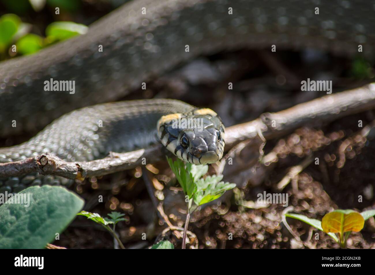 Grass snake in its natural habitat. Fauna of Ukraine. Shallow depth of field, closeup. Stock Photo