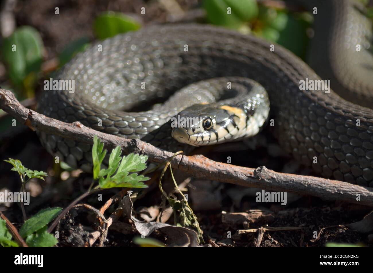 Grass snake in a meadow in its natural habitat. Fauna of Ukraine. Shallow depth of field, closeup. Stock Photo