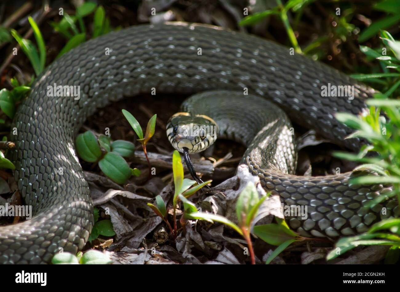 Grass snake inhabiting a meadow. Fauna of Ukraine. Shallow depth of field, closeup. Stock Photo