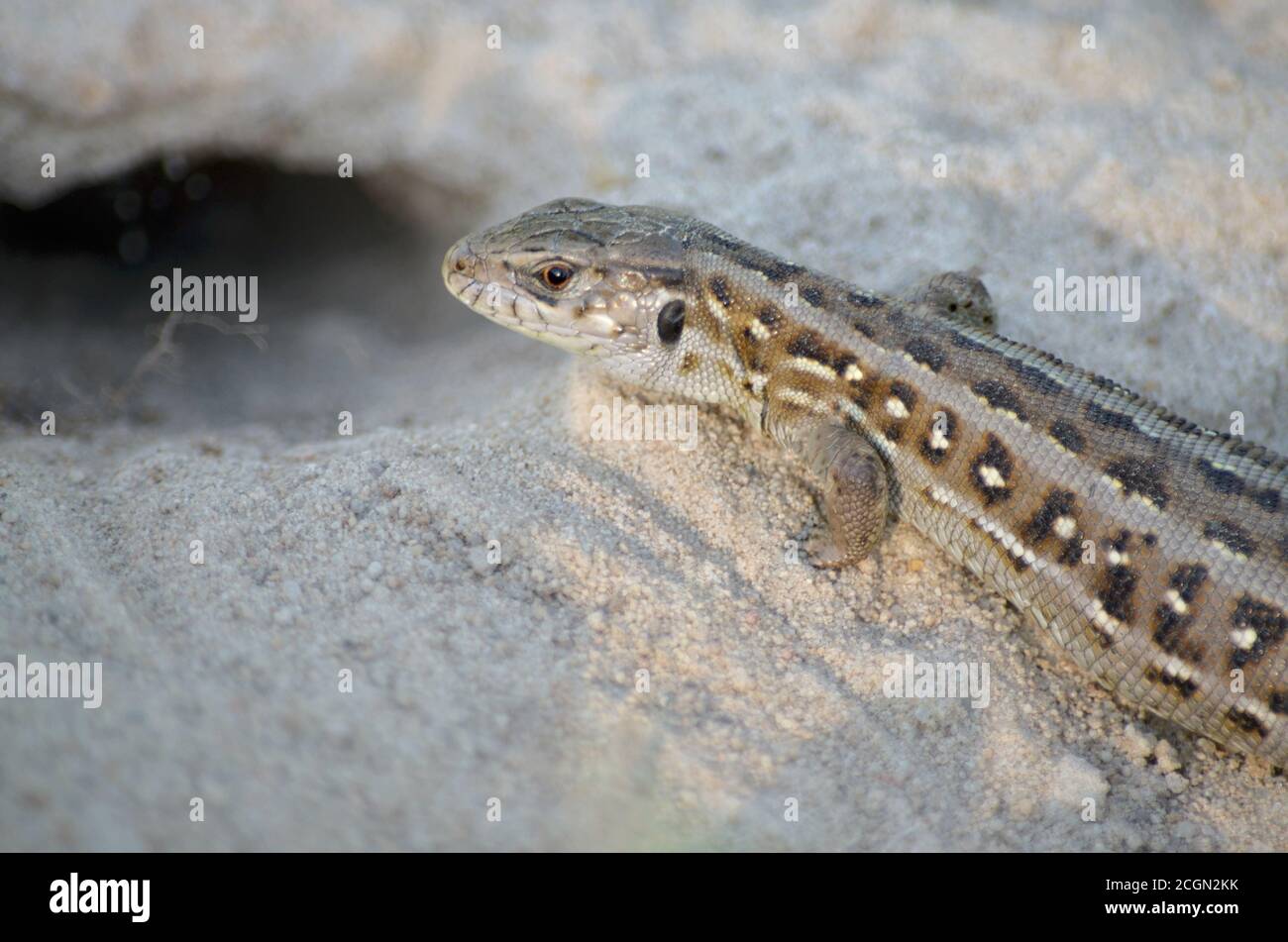 Sand lizard near its burrow in natural habitat. Fauna of Ukraine. Shallow depth of field, closeup. Stock Photo