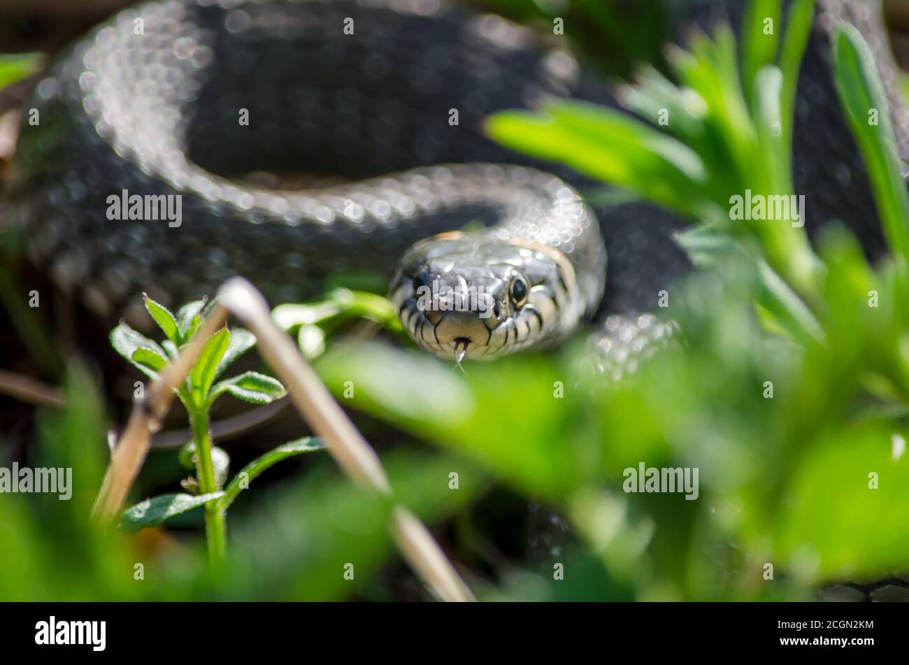 Grass snake lurking in the grass. Fauna of Ukraine. Shallow depth of field, closeup. Stock Photo