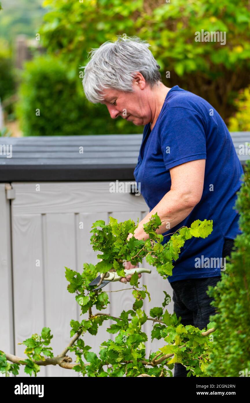 Portrait of good-looking friendly contented senior female gardener, cutting trees Stock Photo