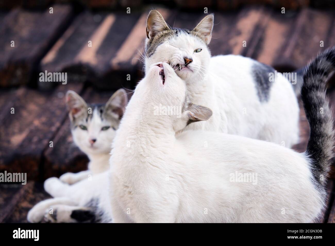 white cats animals playing and happy on dark roof Stock Photo