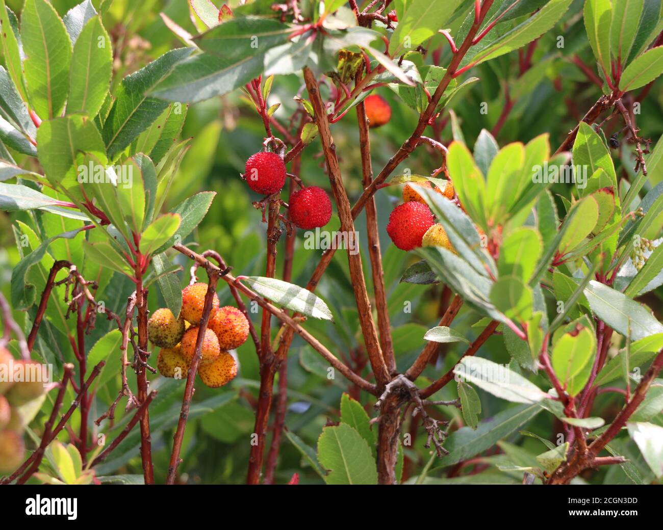 Manzanita tree hires stock photography and images Alamy