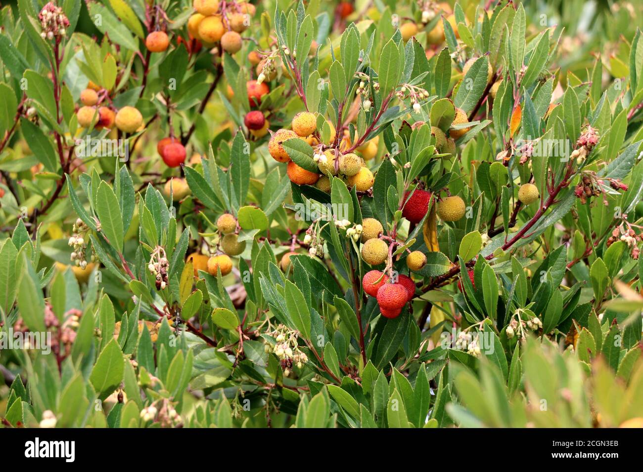 Manzanita tree hires stock photography and images Alamy