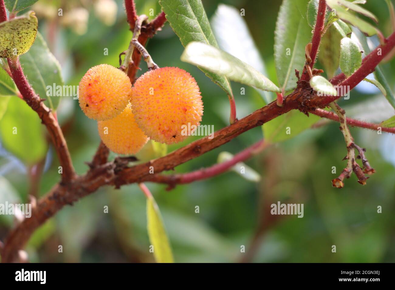 Beautiful, vibrant red and yellow fruit hanging on branches of a