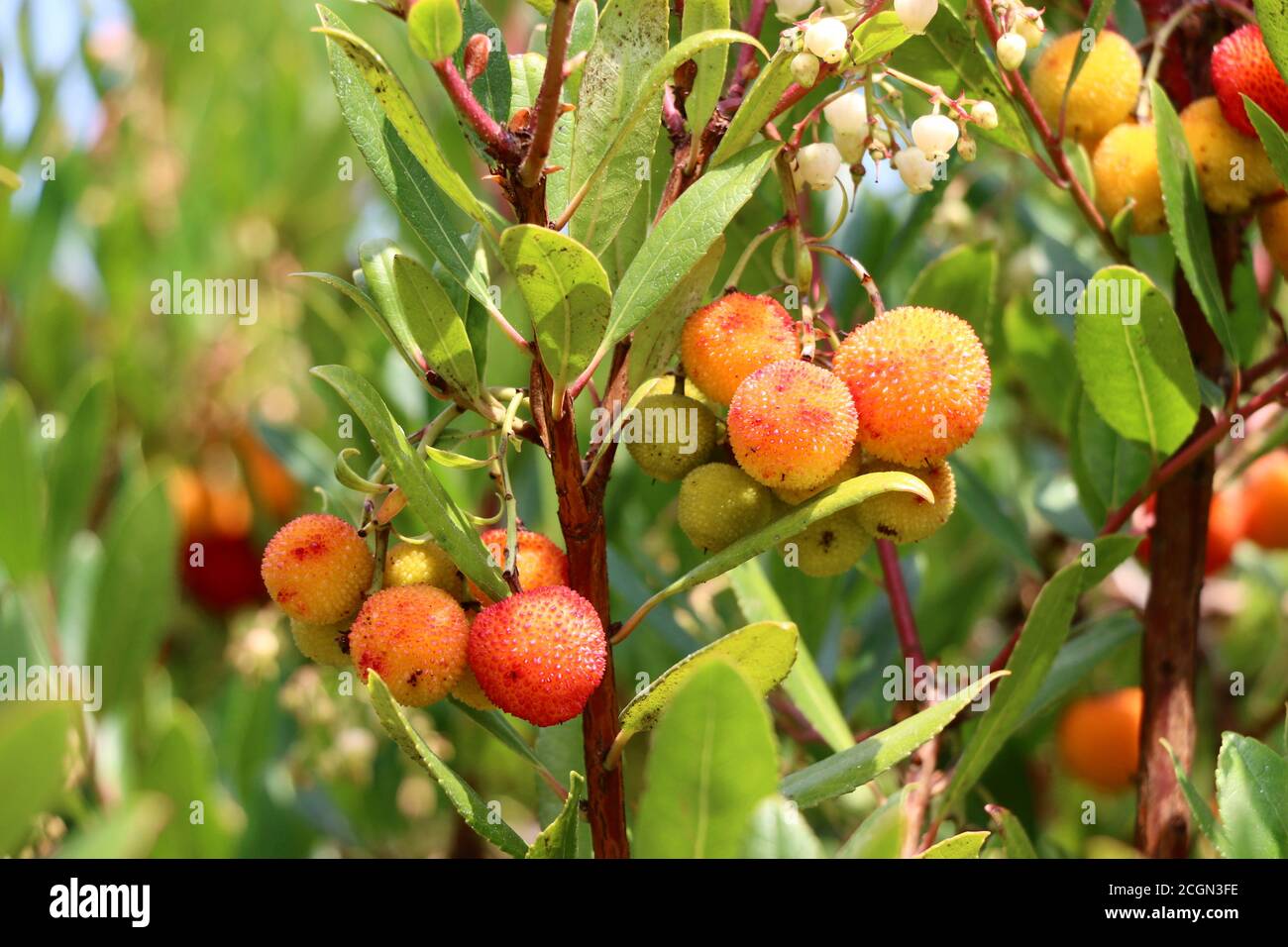 Manzanita tree hi-res stock photography and images - Alamy