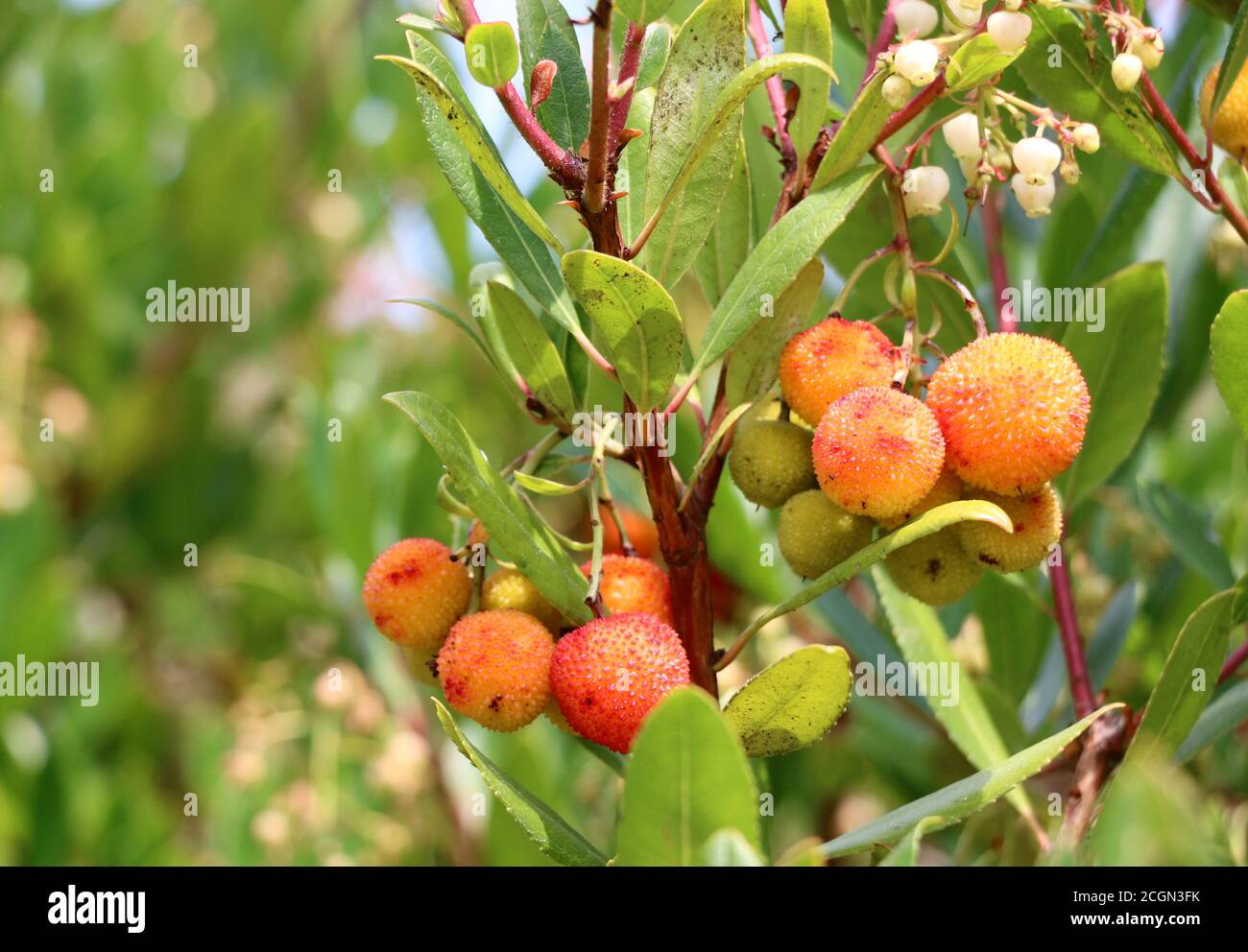 Beautiful, vibrant red and yellow fruit hanging on branches of a