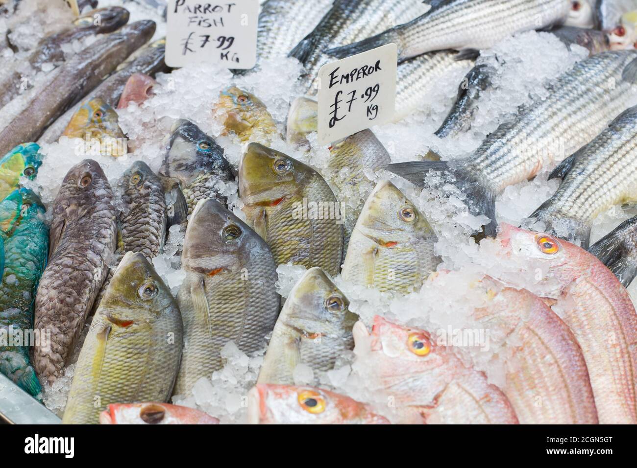 Harpoon fishing in French Polynesia, colorful fishes, parrot fishes on the  arrow Stock Photo