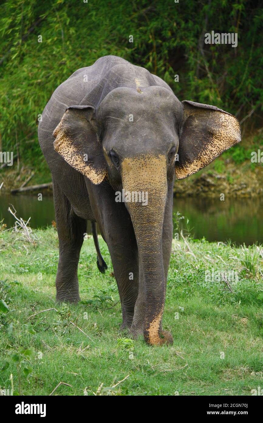 male sri lankan elephant, with dark body and orange patches on ears and trunk, grazes alone on grass patch on the edge of a river bank while flapping Stock Photo