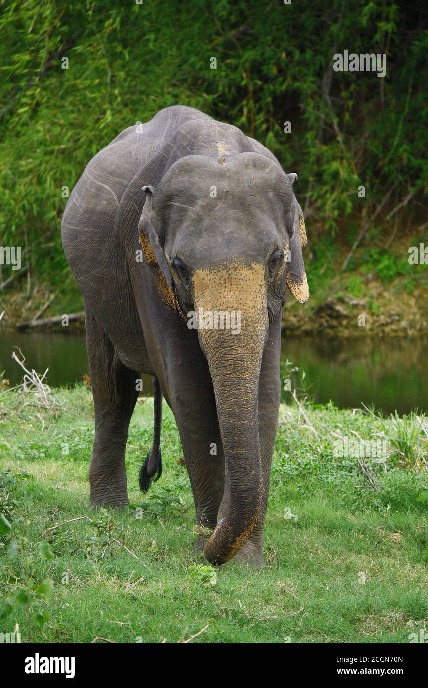 male sri lankan elephant, with dark body and orange patches on ears and trunk, grazes alone on grass patch on the edge of a river in minneriya nationa Stock Photo
