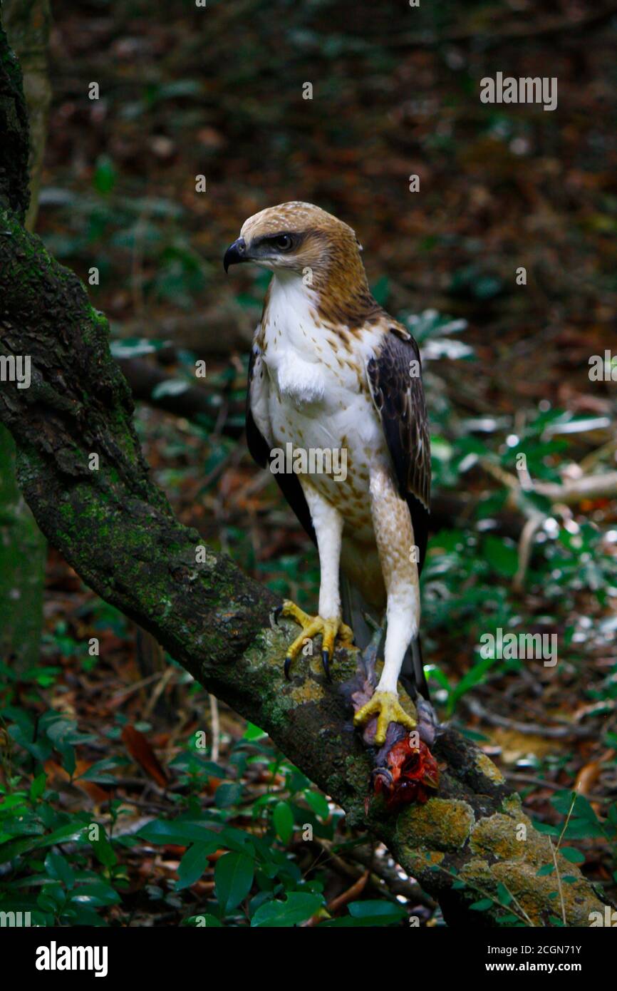 young crested hawk eagle; with brown head, white body and legs and black wings, standing on its fresh kill, with red colourr blood poring out, in the Stock Photo