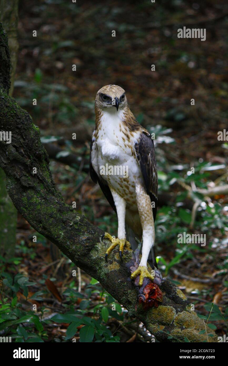 young crested hawk eagle; with brown head, white body and legs and black wings, standing on its fresh kill, with red colourr blood poring out, in the Stock Photo