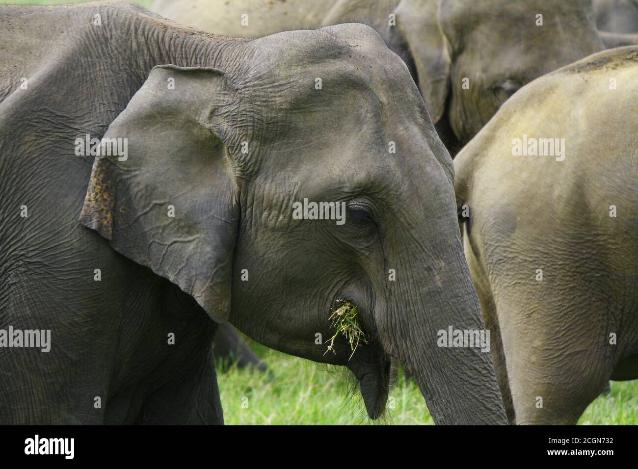 sril lankan elephant, with grey body, chews on grass with her herd in the grass fields of minneriya national park Stock Photo