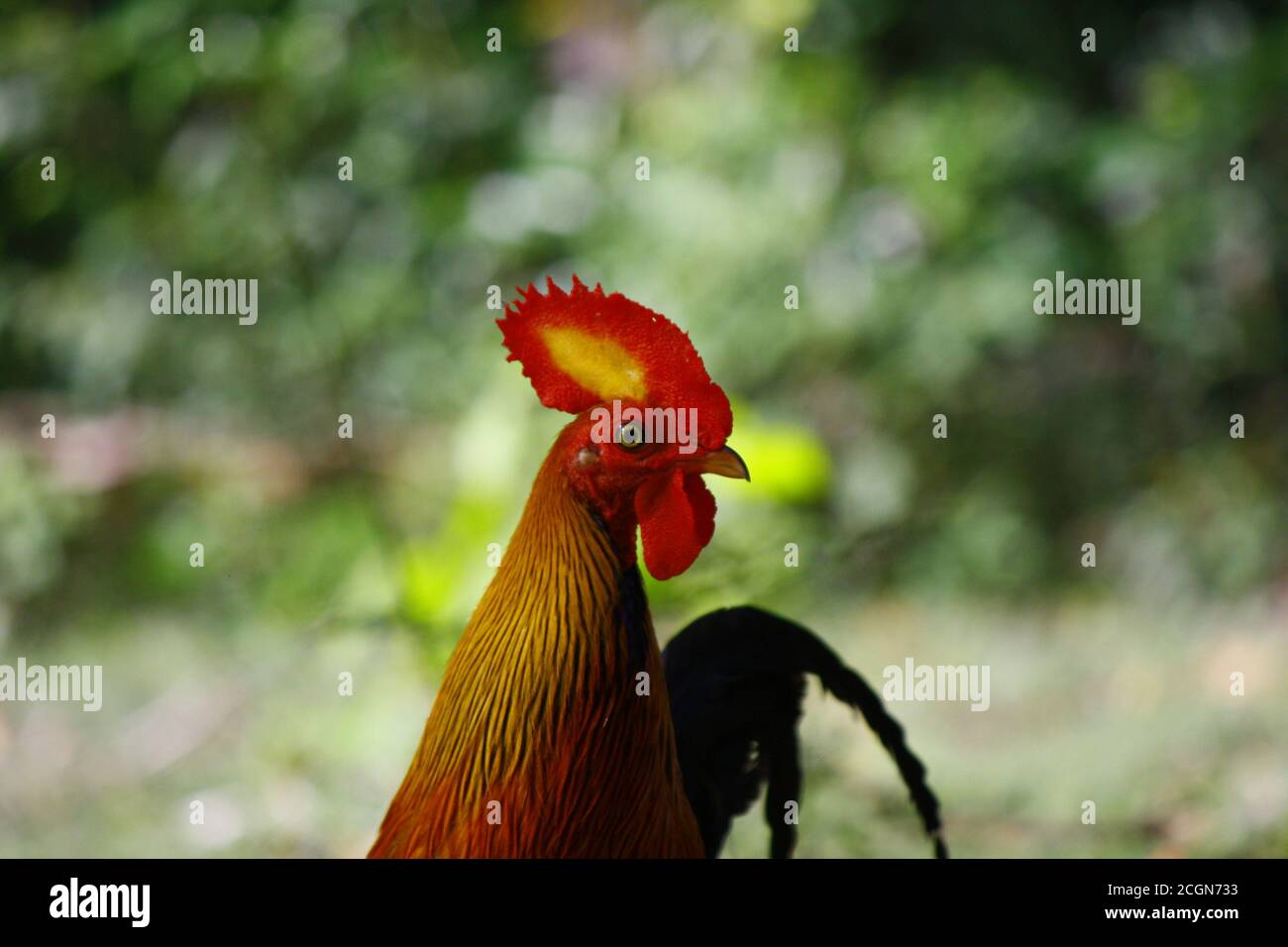 Male Sri Lankan Jungle Fowl close up, with red head and wattles with yellow patch, golden neck, orange body and indgo tail, in wilpattu national park, Stock Photo