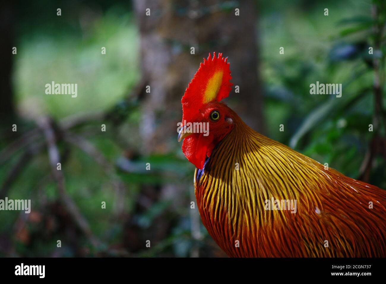 Male Sri Lankan Jungle Fowl close up, with red head and wattles with yellow patch, golden neck and orange body, in wilpattu national park, national bi Stock Photo