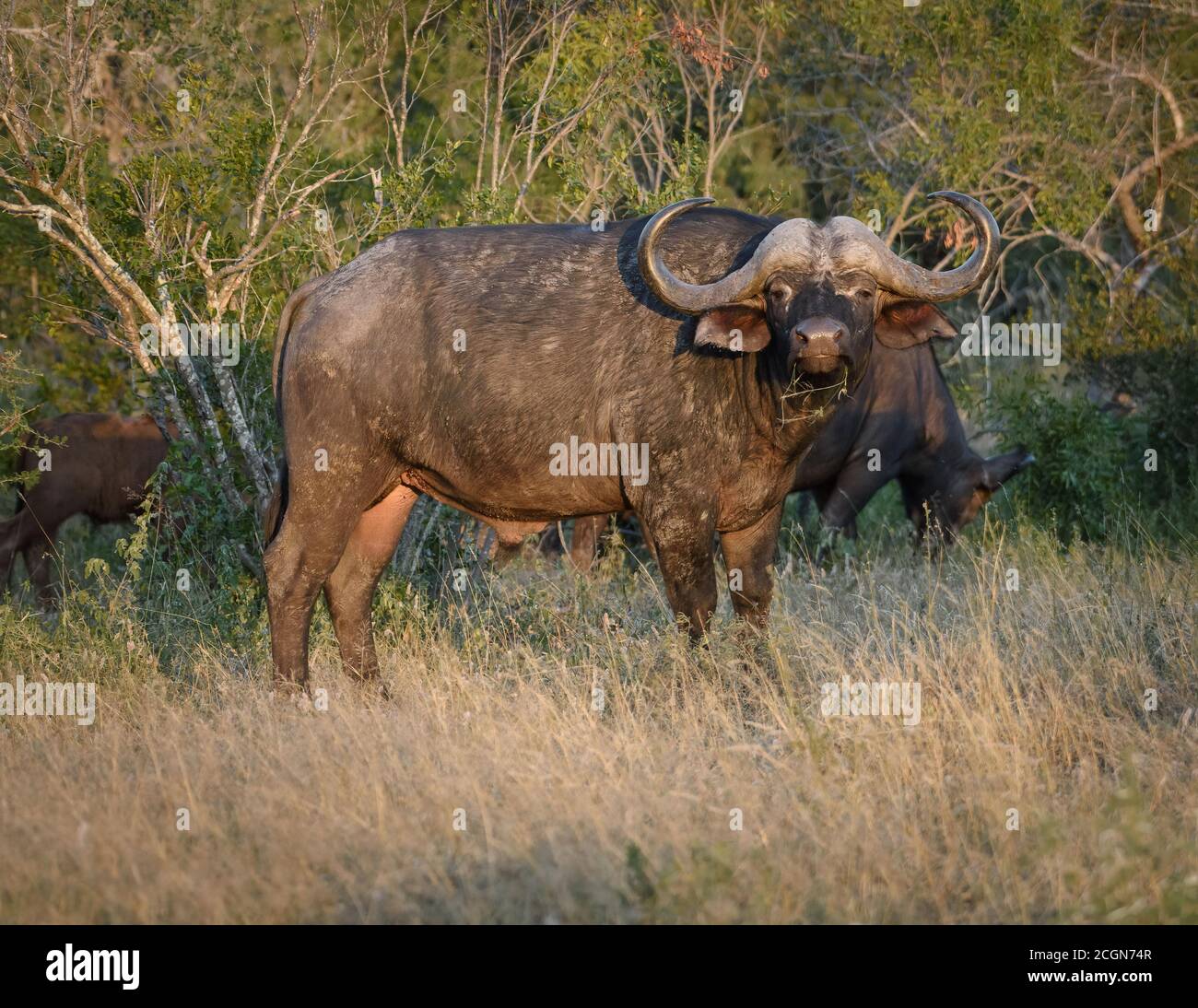 Angry looking cape buffalo hi-res stock photography and images - Alamy