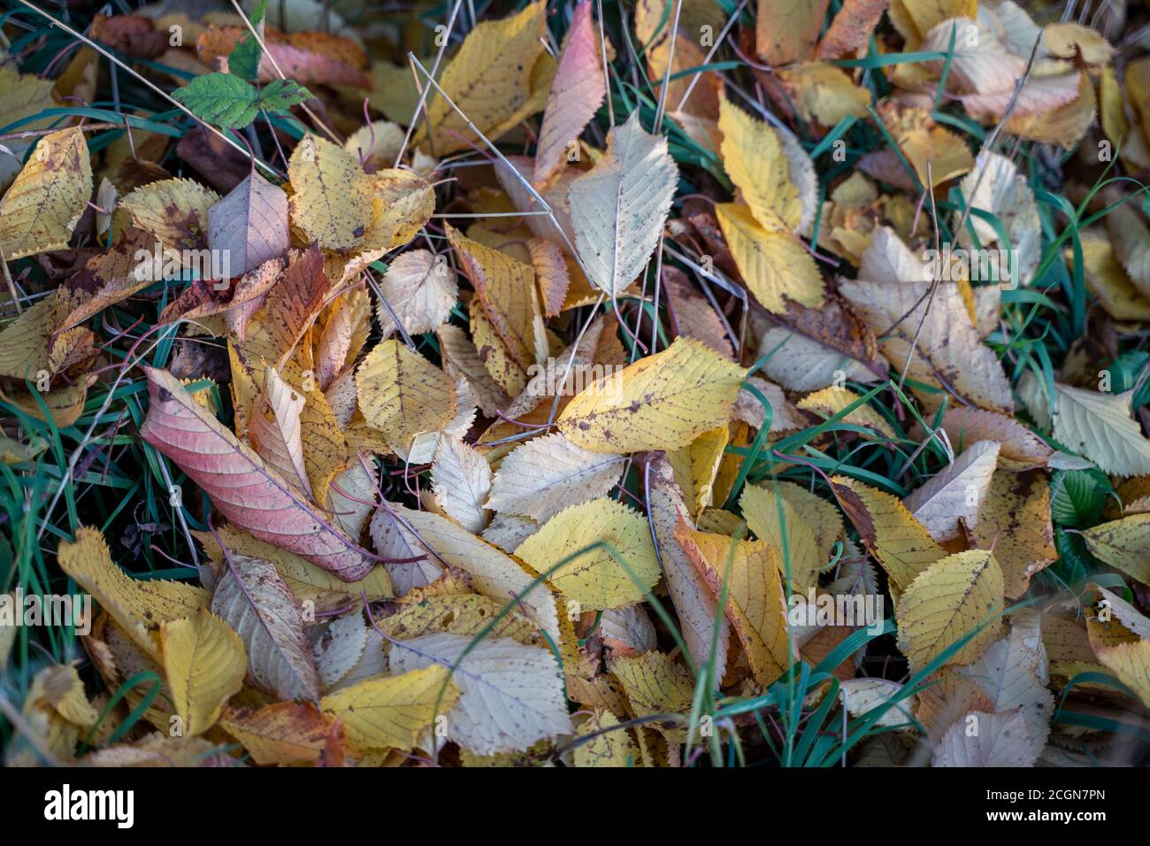 Fall season in close up. Autumn leaves in detail Stock Photo - Alamy