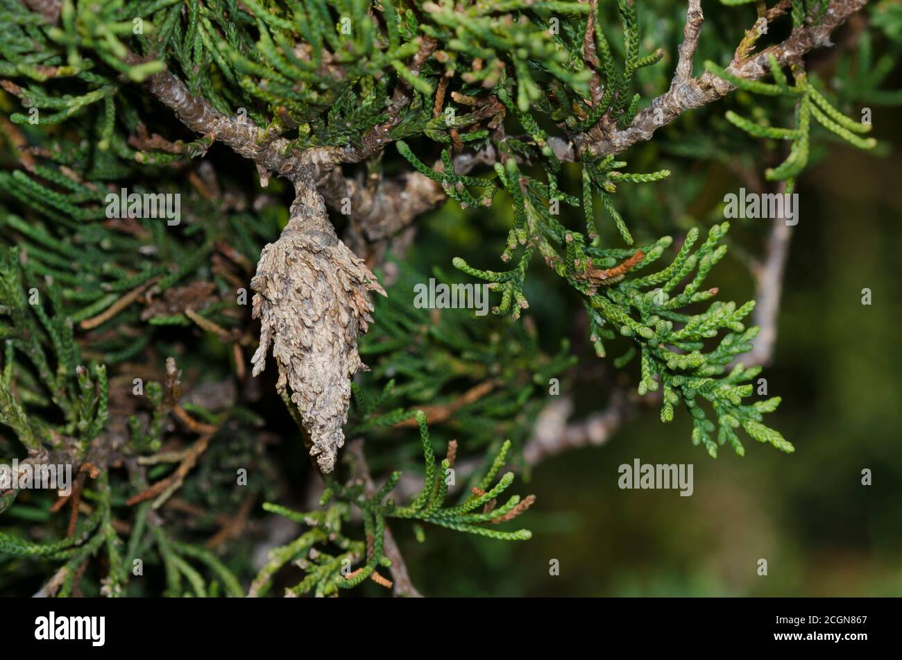 Bagworm Moth, Family Psychidae, in Eastern red cedar, Juniperus virginiana Stock Photo