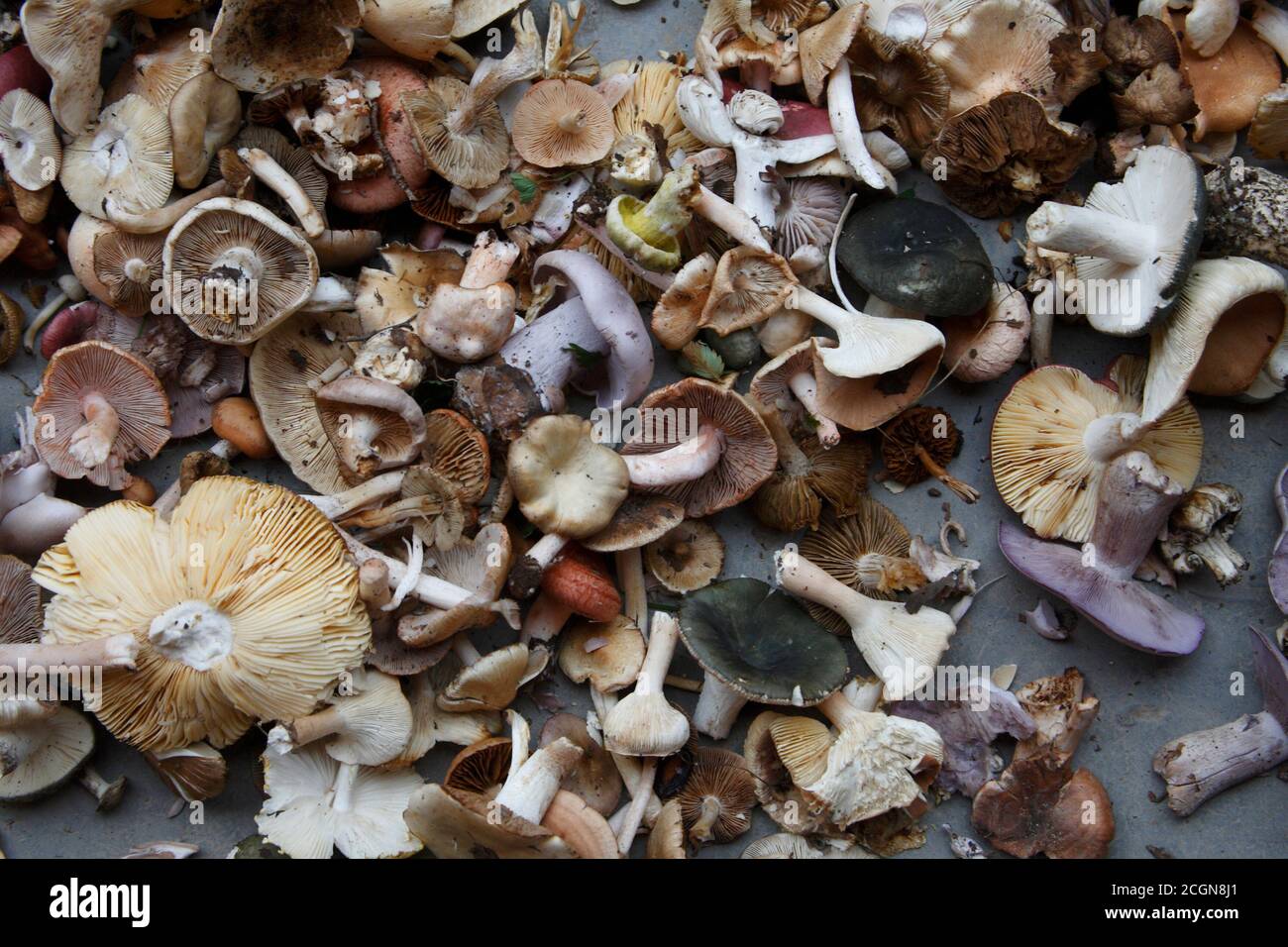 Wild-picked mushrooms, Huzhubeishan, northeast Qinghai Province, China 18th August 2007 Stock Photo