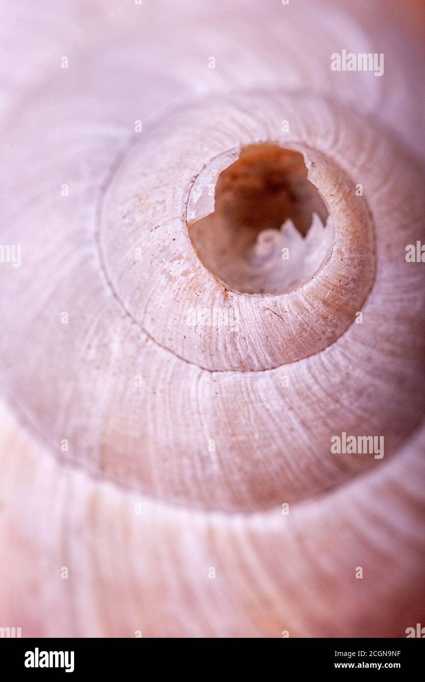 Geometric shape radial symmetry hi-res stock photography and images - Alamy