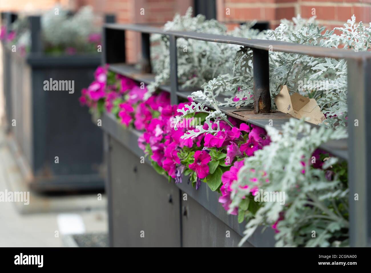 Flowers in Flower pot on street in Calgary Stock Photo Alamy