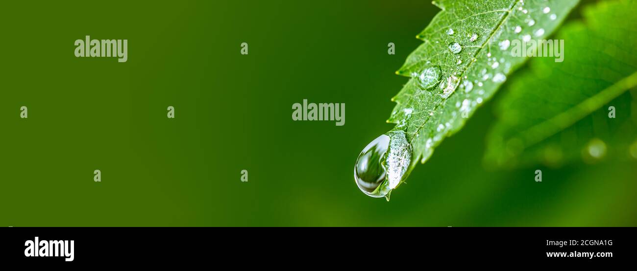 Big water drop Water on green leaf. Beautiful leaf with drops of water. Environment Concept. Photo of rain drops falling from a leaf. Long wide banner Stock Photo