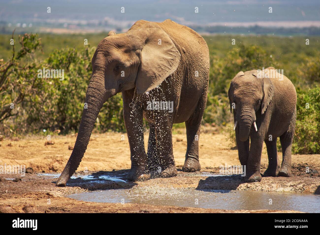tow gray elephant on jungle close up image. Stock Photo