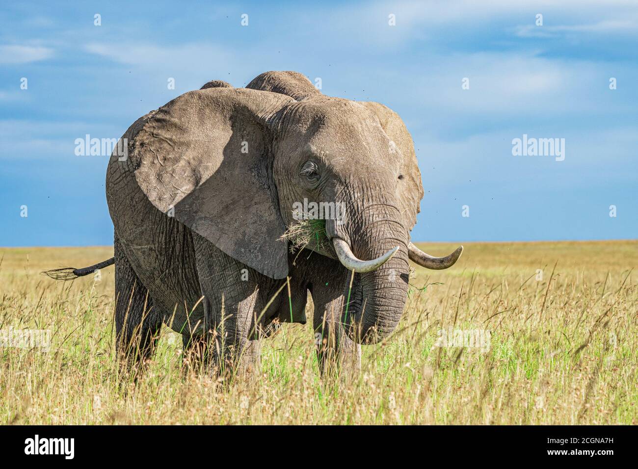 gray elephant in jungle Stock Photo